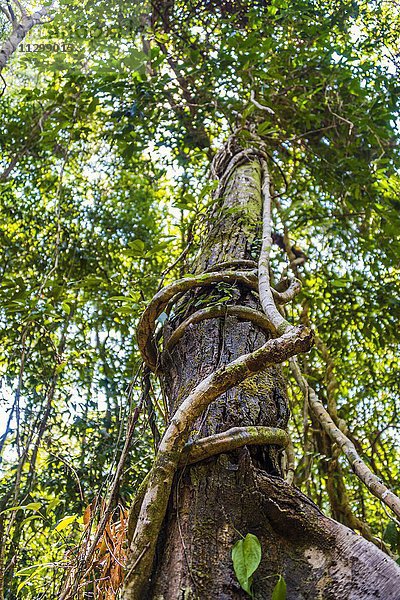 Baum mit Luftwurzeln  Lianen  Dschungel  Regenwald  Koh Rong Sanloem  Koh Rong Samloem  Krong Preah Sihanouk  Sihanoukville  Preah Sihanouk  Kambodscha  Asien