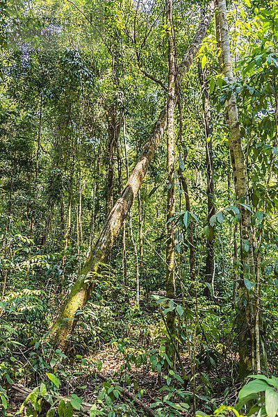 Dschungel  Regenwald  Koh Rong Sanloem  Koh Rong Samloem  Krong Preah Sihanouk  Sihanoukville  Preah Sihanouk  Kambodscha  Asien