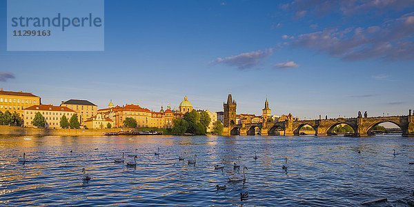 Höckerschwäne (cygnus olor) auf der Moldau  Karlsbrücke mit Altstädter Brückenturm  Morgenstimmung  Prag  Böhmen  Tschechien  Europa