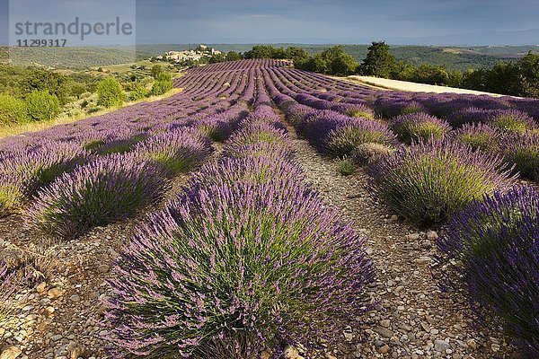 Blühendes Lavendelfeld (Lavandula angustifolia)  hinten Dorf Entrevennes  Département Alpes-de-Haute-Provence  Region Provence-Alpes-Côte d?Azur  Frankreich  Europa