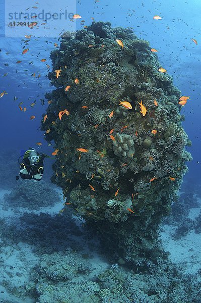 Männlicher Taucher mit einem Fischschwarm aus Juwelen-Fahnenbarschen (Pseudanthias squamipinnis)  bei einer Korallenriffsäule  Al-Qusayr  Rotes Meer  Ägypten  Afrika