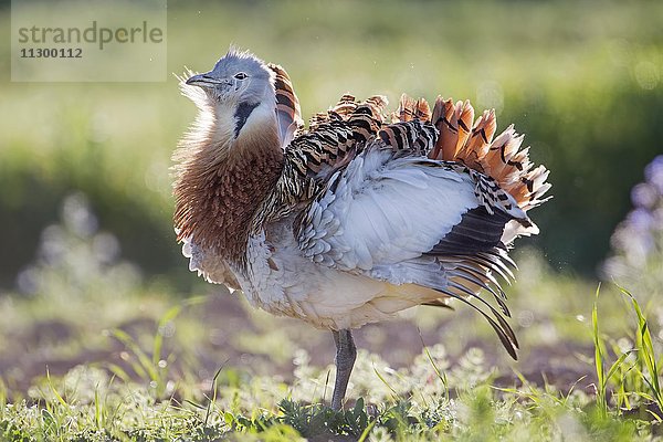 Großtrappe (Otis tarda)  balzender Hahn  Männchen  Extremadura  Spanien  Europa