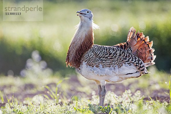 Großtrappe (Otis tarda)  balzender Hahn  Männchen  Extremadura  Spanien  Europa