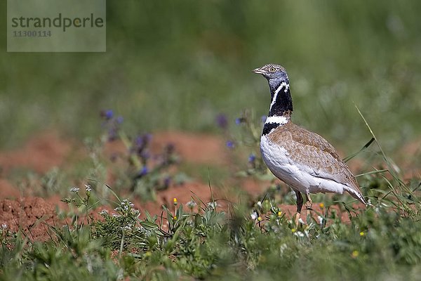 Zwergtrappe (Tetrax tetrax)  balzender Hahn  Männchen  Extemadura  Spanien  Europa