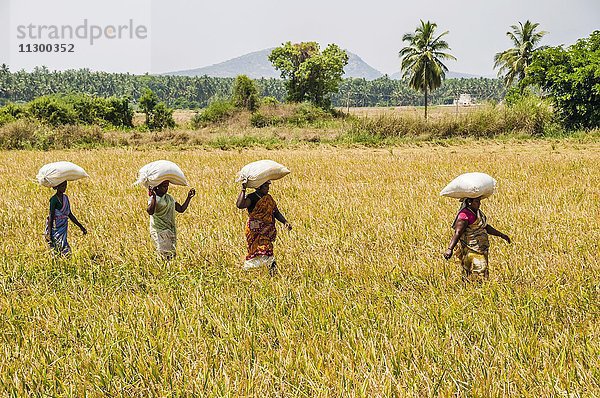 Indische Frauen  Arbeiterinnen tragen Reissäcke auf dem Kopf duch ein Reisfeld  Uttamapalaiyam  Tamil Nadu  Indien  Asien