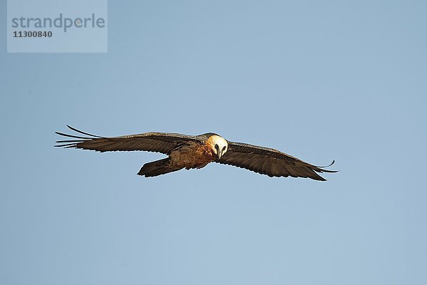 Bartgeier im Flug (Gypaetus barbatus)  Giant's Castle National Park  KwaZulu-Natal  Südafrika