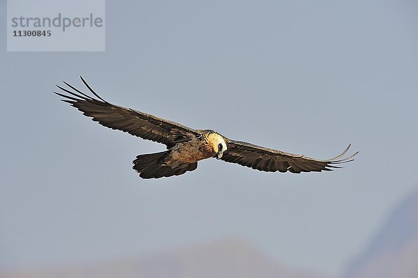 Bartgeier im Flug (Gypaetus barbatus)  Giant's Castle National Park  KwaZulu-Natal  Südafrika