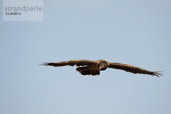 Juveniler Bartgeier im Flug (Gypaetus barbatus)  Giant's Castle Nationalpark  KwaZulu-Natal  Südafrika