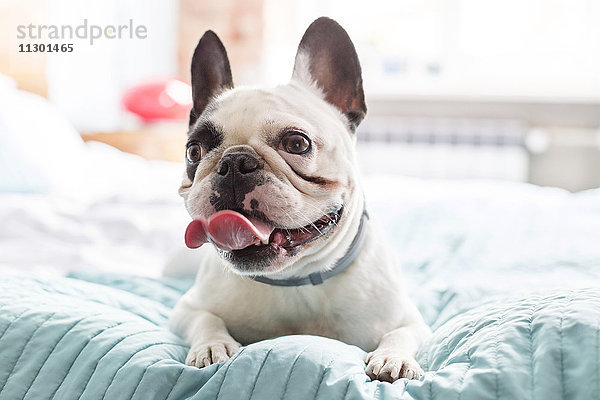 Französische Bulldogge auf dem Bett keuchend
