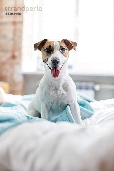 Neugieriger Jack Russell Terrier Hund auf dem Bett mit herausgezogener Zunge