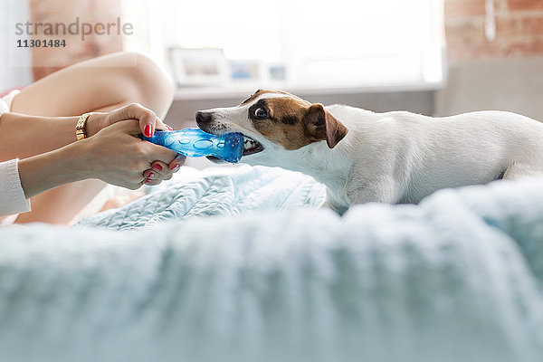 Frau und Jack Russell Terrier Hund spielen mit Spielzeug auf dem Bett