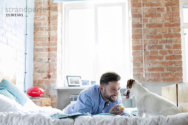 Mann spielt mit Jack Russell Terrier Hund im Bett