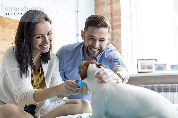 Lächelndes Paar streichelt Jack Russell Terrier Hund auf Bett