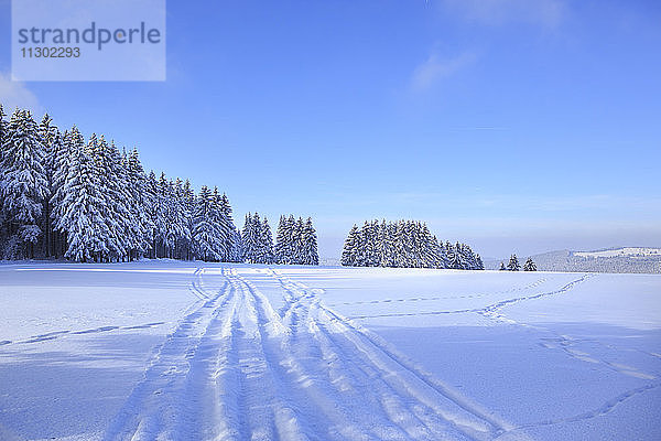 Germany  Thuringia  Wintry forest with ski tracks near Masserberg