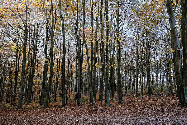 Buchen  Altonaer Volkspark  Hamburg  Deutschland  Europa