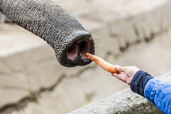 Mädchen füttert Elefant  Hamburg  Deutschland  Europa