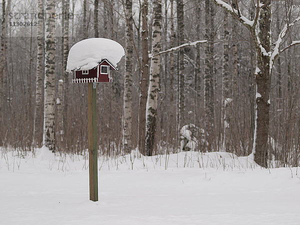 Vogelhäuschen im Wald  Skandinavien  Europa