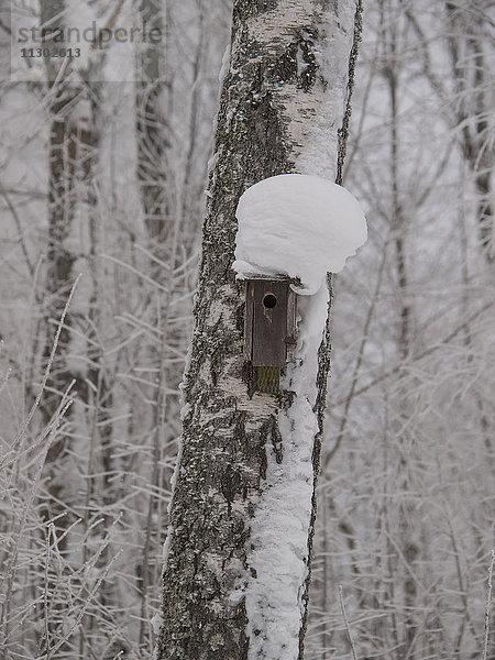 Nistkasten im Wald  Skandinavien  Europa