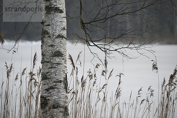 Baumstamm einer Birke und ein gefrorener See  Skandinavien  Europa