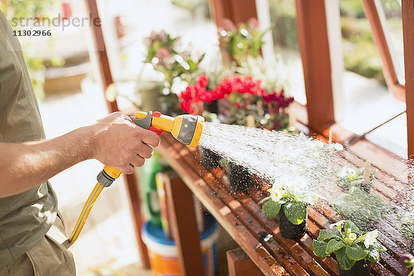 Mann bei der Gartenarbeit bewässert Topfpflanzen mit Schlauchspritze im Gewächshaus