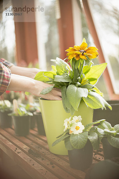 Frau bei der Gartenarbeit  die Blumen in einen Blumentopf im Gewächshaus eintopft