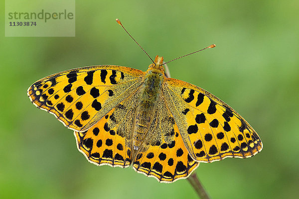 Natur  Tier  Schmetterling  Lepidoptera  Insekt  Wild  Schweiz  Königin von Spanien Fritillary  Issoria lathonia