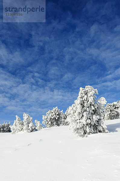 Mit Frost bedeckte Latschen (Pinus mugo subsp. uncinata) auf dem Niederhorn in der Nähe des Dorfes Beatenberg im Berner Oberland  Schweiz.