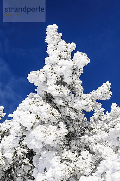 Mit Frost bedeckte Latschen (Pinus mugo subsp. uncinata) auf dem Niederhorn in der Nähe des Dorfes Beatenberg im Berner Oberland  Schweiz.