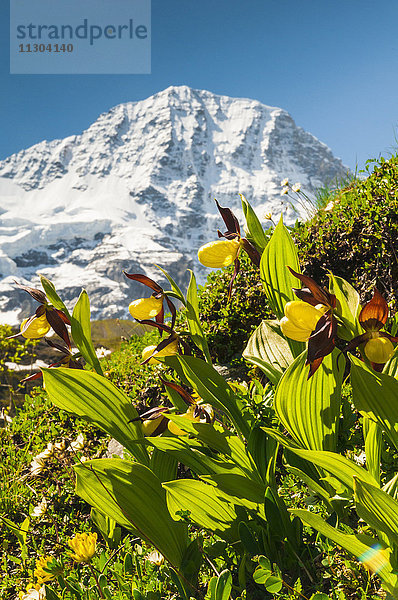 Frauenschuh-Orchideen (Cypripedium calceolus) im Lauterbrunnental  Berner Oberland  Schweiz. Im Hintergrund der Berg Breithorn.