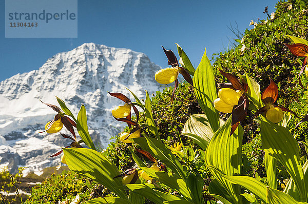 Frauenschuh-Orchideen (Cypripedium calceolus) im Lauterbrunnental  Berner Oberland  Schweiz. Im Hintergrund der Berg Breithorn.