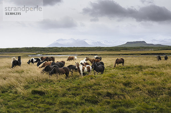 Islandpferde und der Vulkankrater Eldborg auf der Halbinsel Snaefellsnes im Westen Islands.
