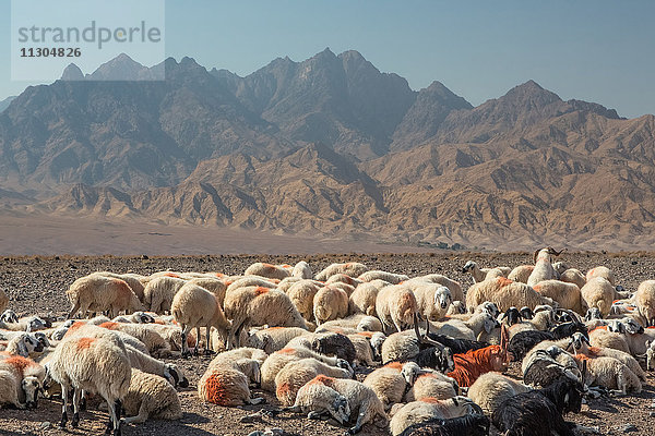Iran  In der Nähe von Abyaneh City  Herde