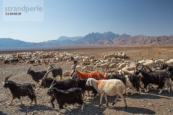Iran  In der Nähe von Abyaneh City  Herde