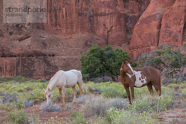 USA  Südwesten  Arizona  Navajo-Indianerreservat  Monument Valley  Stammespark  Pferd  Pferde  Pony  Indianer
