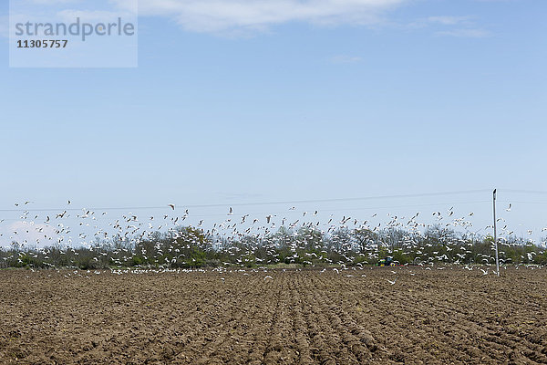 Vogelschwarm über Feld