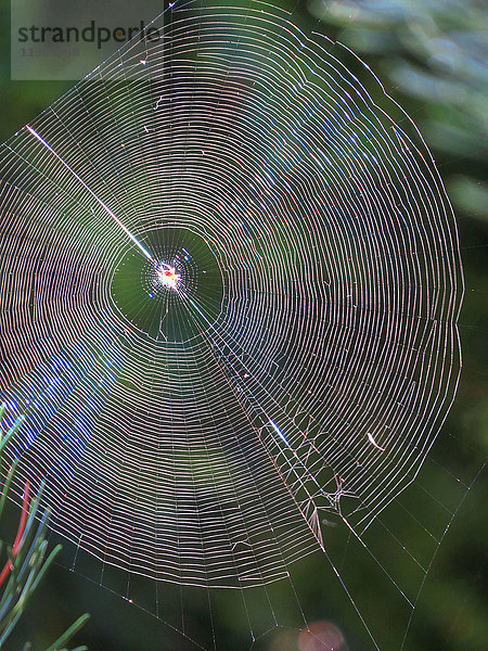Spinnennetz  Natur  rund  Netz  Kreise  Ringe  Holz konzentrisch