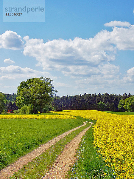 Rapsfeld  Deutschland  Franken  Weg  Baum