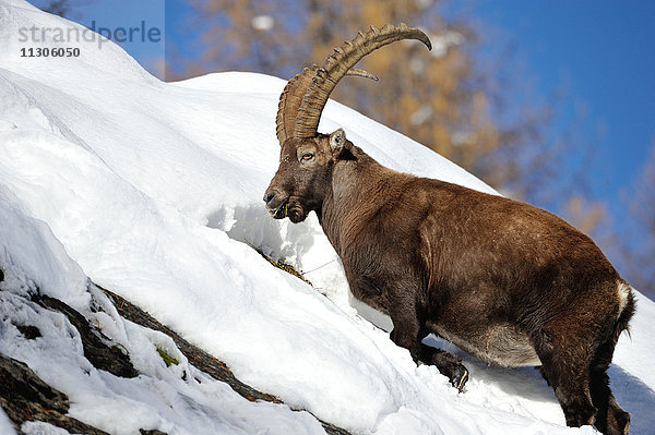 Steinbock  Steinbock  im Winter