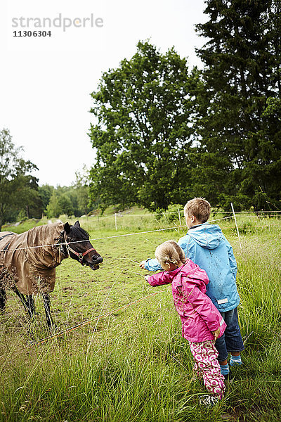 Kinder betrachten ein Pferd auf der Weide