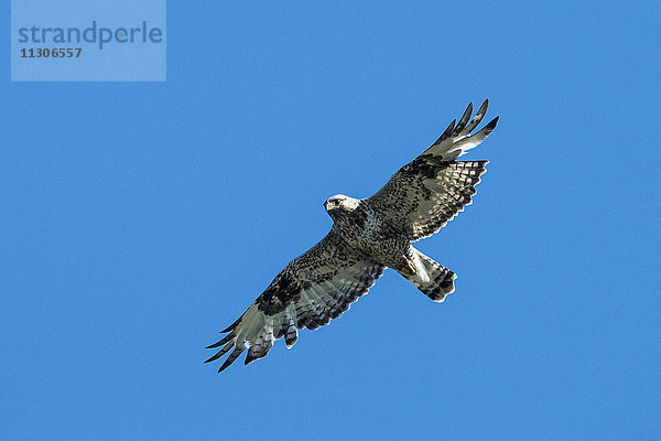 Raufußbussard  Buteo lagopus  Nationales Erdölreservat  Nordwest-Alaska