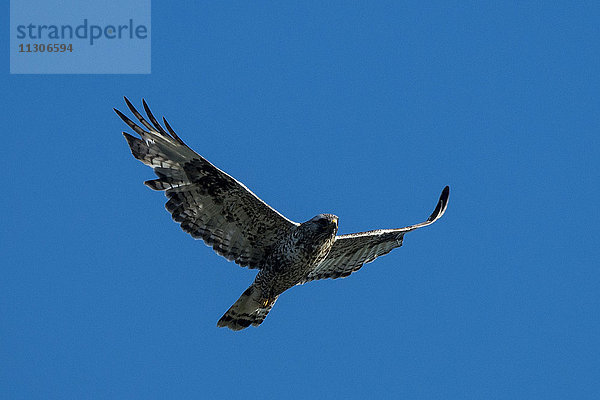 Raufußbussard  Buteo lagopus  Nationales Erdölreservat  Nordwest-Alaska