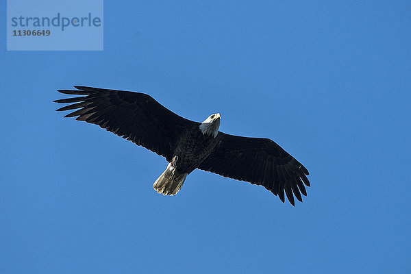 Weißkopfseeadler  Haliaeetus leucocephalus