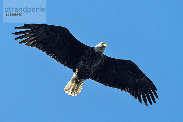 Weißkopfseeadler  Haliaeetus leucocephalus