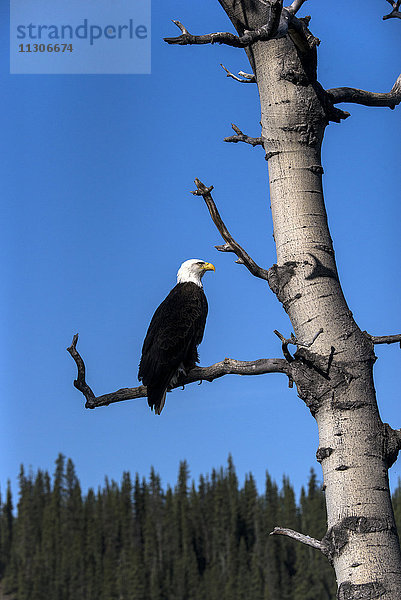 Weißkopfseeadler  Haliaeetus leucocephalus  nistend  Yukon  Kanada