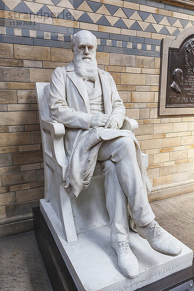 England  London  Naturhistorisches Museum  Statue von Charles Darwin