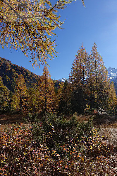 Schweiz  Europa  Wallis  Goms  Obergoms  Herbst  Baum  Wald  Wald  Lärchen