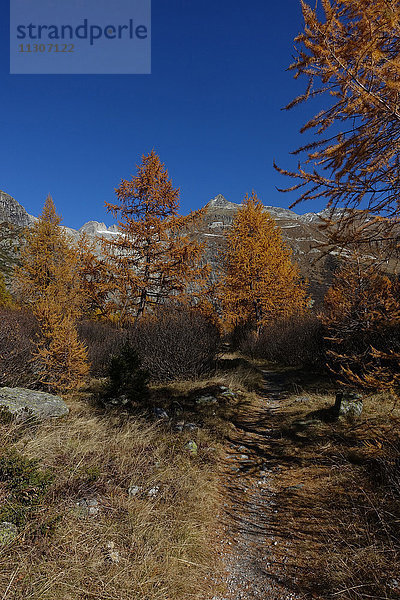 Schweiz  Europa  Wallis  Goms  Gletsch  Herbst  Baum  Lärchen  Farben