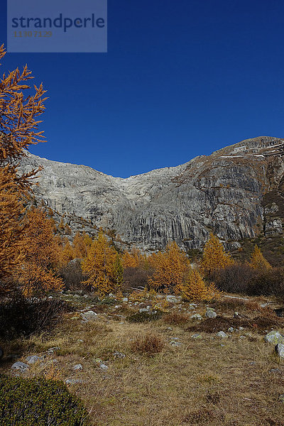Schweiz  Europa  Wallis  Goms  Gletsch  Herbst  Baum  Lärchen  Rhonegletscher