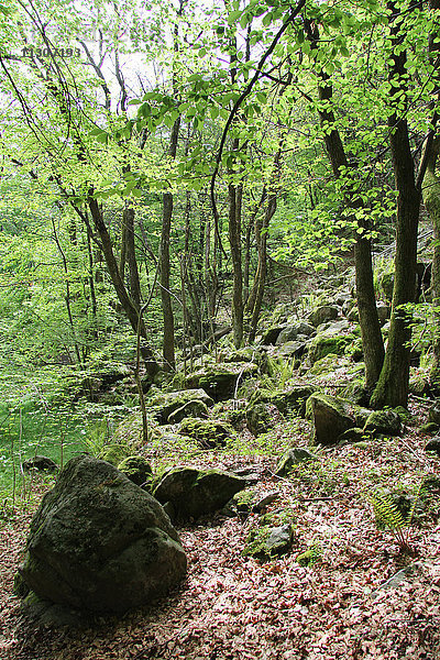 Schweiz  Europa  Tessin  Verzascatal  Landschaft  Wald  Wald  Laub  Wanderweg