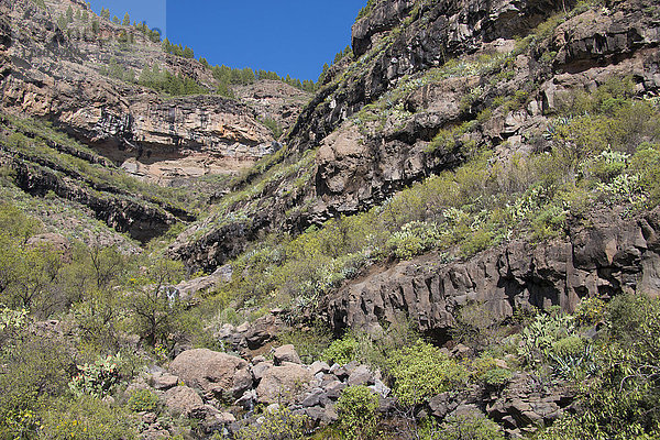 Gran Canaria  Kanarische Inseln  Spanien  Europa  La Plata  Klippe  Felsen  Berge  Vegetation  vulkanisch